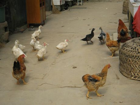 客家土楼(大坪楼)で飼われている鶏とアヒル